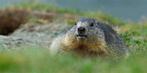 3 Common Critters You May Encounter This Fall Asap Critter People