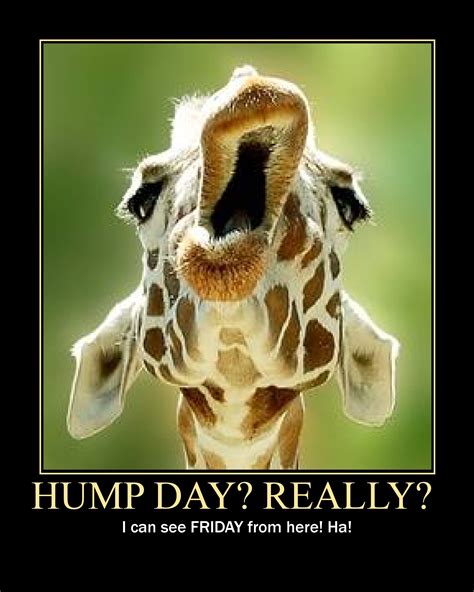 Hump Day Really Im Seeing Friday From Here Animals And Pets