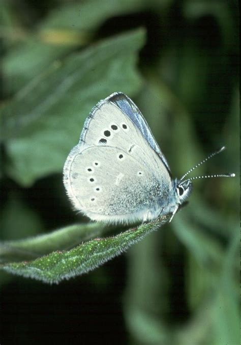 Palos Verdes Blue Butterfly Glaucopsyche Lygdamus Palosverdesensis