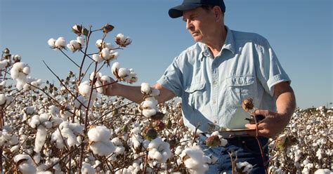Using cotton for more 'Made in USA' apparel and furnishings