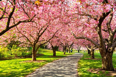 The New York City Cherry Blossoms Tracker What To Expect 2023