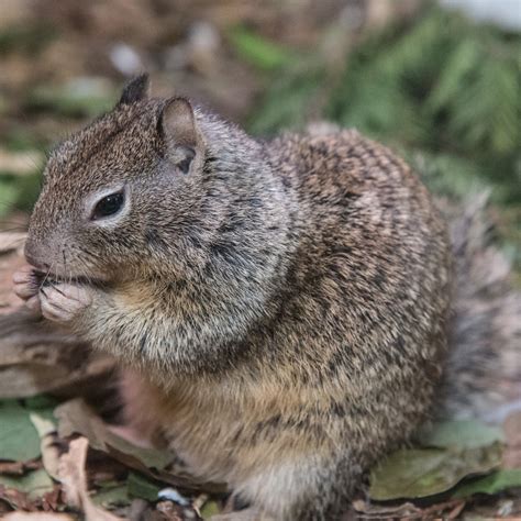 California Ground Squirrel Lindsay Wildlife Experience