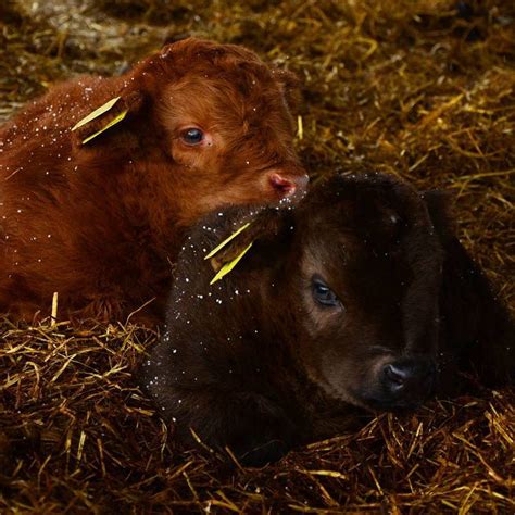 20 Adorable Photos Of Fuzzy Highland Cattle Calves