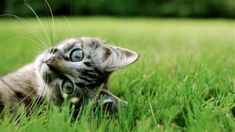 Download Green Grass Cute Cat Hd Wallpaper