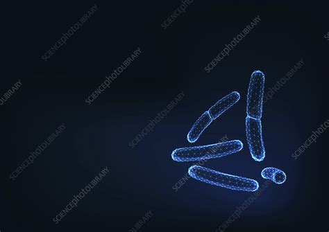 Bacilli Bacteria Illustration Stock Image F0271839 Science