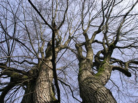 Filebare Trees 3 Wikimedia Commons