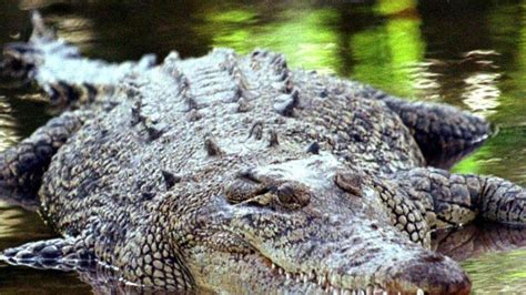 Diese waldorfspielzeug sind aus ahorn gefertigt. Australiens gefährliche Tiere | Reise