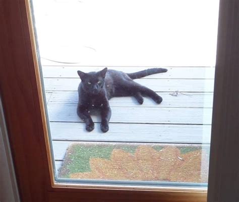 13 Great Reasons Why Black Cats Are Awesome