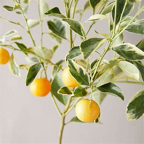 Variegated Calamondin Orange Tree Terrain Orange Tree Orange Plant