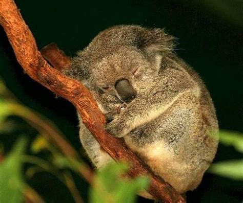 Sleeping Koala Bear Small Things Considered Pinterest