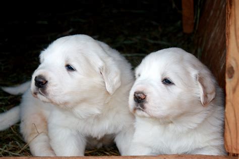 Two Great Pyrenees Puppies Photo Great Pyrenees Puppy Great Pyrenees