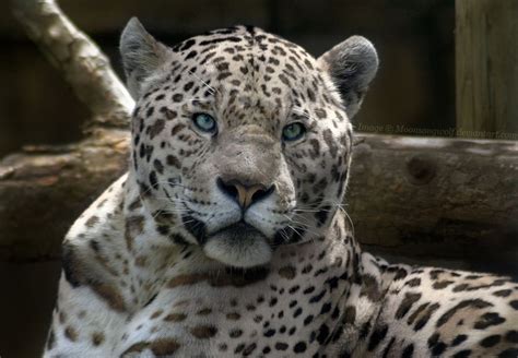 White Jaguar By Moonsongwolf On Deviantart Animal Jaguar Gatos Raros