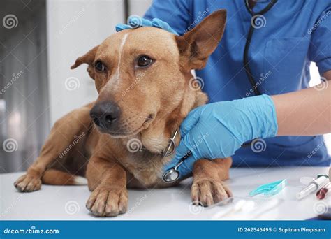 The Veterinarian Doctor Treating Checking On Dog At Vet Clinic Stock