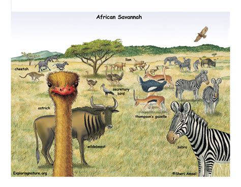 They are found throughout the grassy plains and bushlands of africa. African Veldt and Savannah