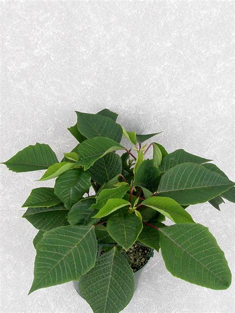 Cortez Burgundy 2004 Height Control Poinsettia Cultivation Commercial Floriculture