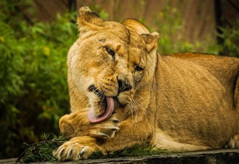 Beautiful Lioness Lying Down Grooming Her Paws Stock Image Image Of