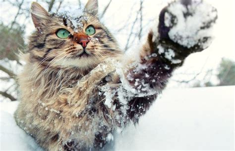Ways To Keep Outdoor Cats Safe In The Winter Cattime