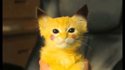 The Explosive Cuteness Of A Real Life Pikachu Kitten