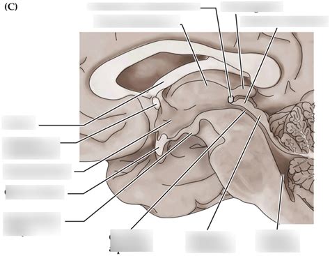 Midsagittal Brain Close Diagram Quizlet