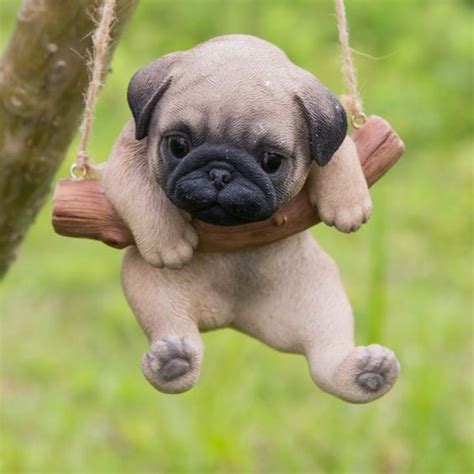 Pug Dog Price Buy Kci Registered Pug Puppies For Sale In India Get