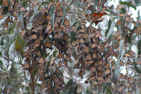 Monarch Butterflies At Pismo Beach — Road Trip Usa
