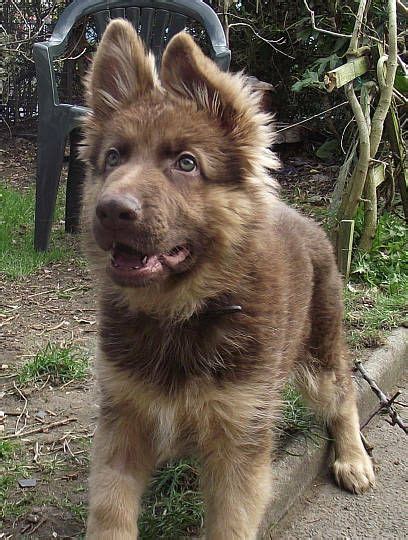 Liver Coloured German Shepherd Puppies For Sale