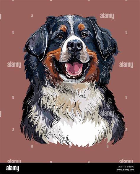 Realistic Head Of Bernese Mountain Dog Color Vector Hand Drawing