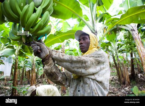 Fair Trade Banana Farmer Dominican Republic Near Border With Haiti