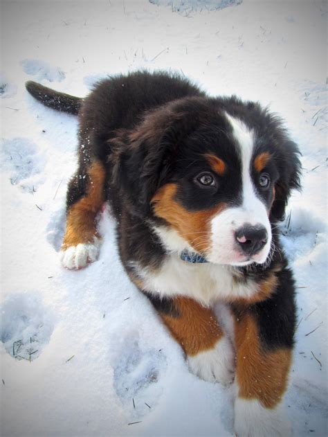 Bernese Mountain Dog Puppy Named Edison Baby Dogs Animals Cute Dogs