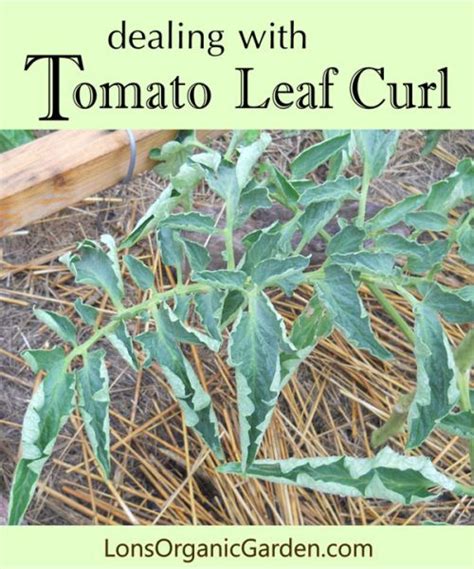 Dealing With Tomato Leaf Curl Physiological Leaf Roll Causes And
