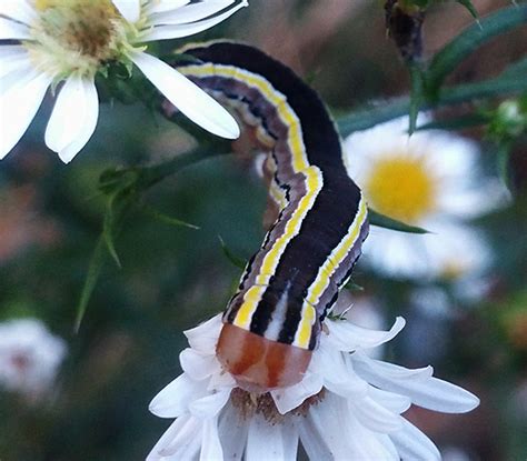 Striped Garden Caterpillar Moth Caterpillars Of Ontario · Inaturalist