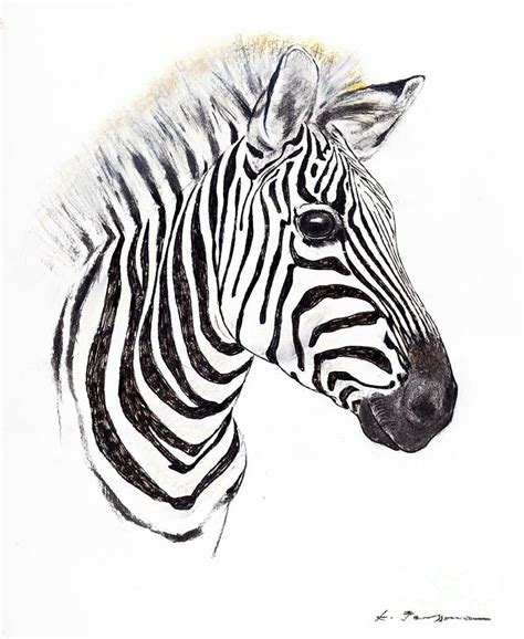 Zebra Portrait By Kurt Tessmann Art Zèbre Zebre Dessin Toiles