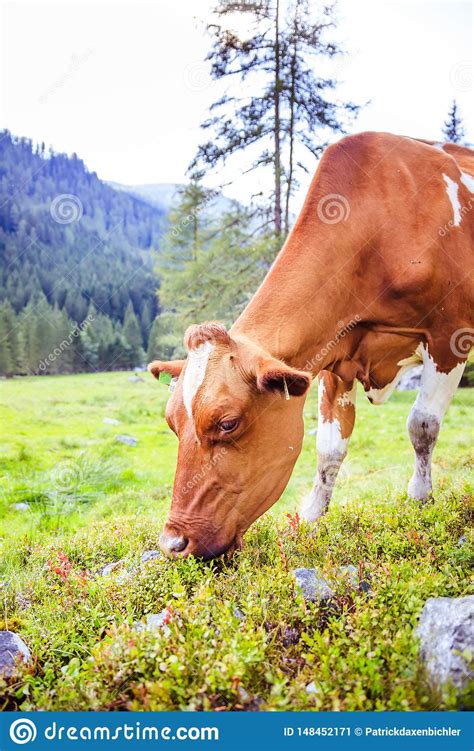 Cow Is Grazing At An Idyllic Meadow In The European Alps Austria Stock
