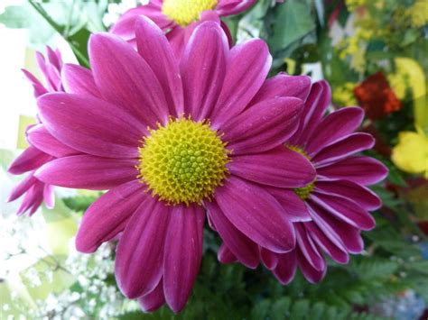margarita rosa | aniwiki blog: margaritas de colores | Aniwiki | Flickr