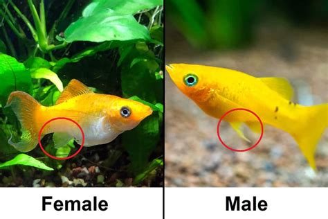 How Does A Molly Fish Get Pregnant Pet Fish Online