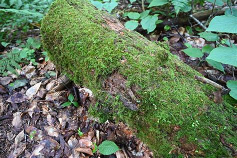 Closeup Shot Of A Tree Log Covered With Moss On Dry Leaves In The