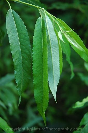Photos And Characteristics Of Salix Sericea ~ Silky Willow