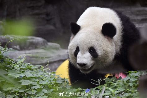 Giant Panda Meng Lan At Beijing Zoo In 2018 Pandas
