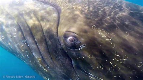 He survived being in a humpback whale's mouth early friday morning. Eye to eye with a humpback whale in Antarctica