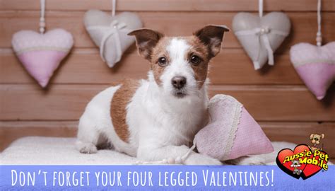 Your local dog groomer is as close as your neighborhood petsmart! Don't forget your four legged Valentines! - Aussie Pet ...