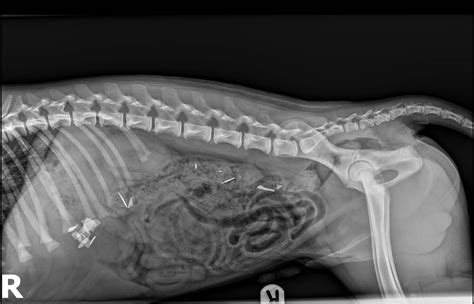 Close Shave For Puppy Who Swallowed Razor Blades Veterinary Practice