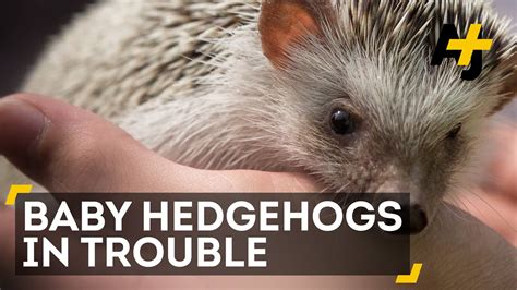 Good Video Explaining The Plight Hedgehog Rescue Dublin Facebook