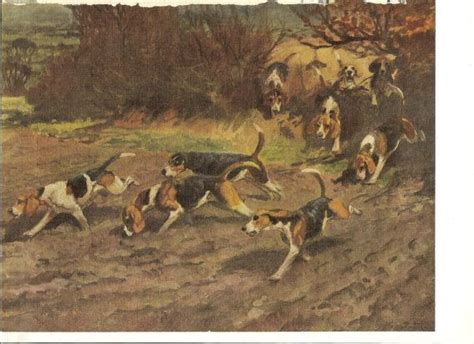 Vintage 1935 Beagle Dog Print Beagles Pack Of Hounds The Hunt Dog