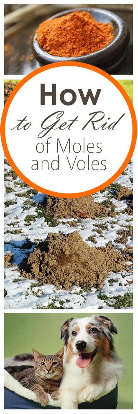 Vole holes look like a garden hose was stuck into your yard. How to Get Rid of Moles and Voles ~ Bees and Roses