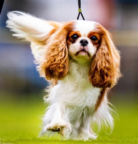 Trescaval And Tresbow Cavalier King Charles Spaniels