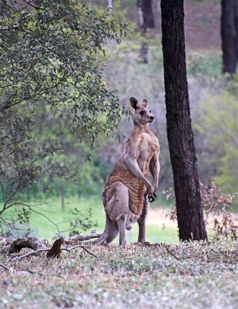 Animal Kangaroo Wildlife Free Photo On Pixabay Pixabay