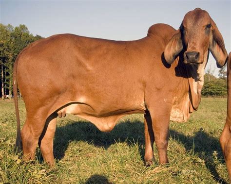 Red American Brahman Cow American Brahman Cattle Pinterest