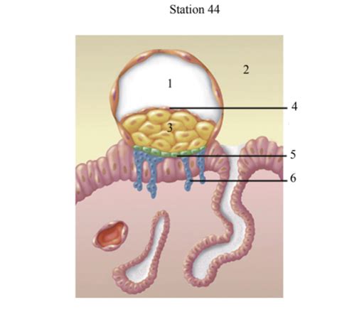 Structure Of Blastocyst And Early Implantation Diagram Quizlet