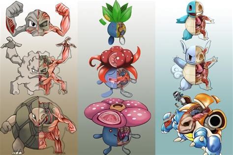 La Anatomía De Los Pokémon Ilustrada En Estas Imágenes Dibujos De Pokemon Fotos De Pokemon