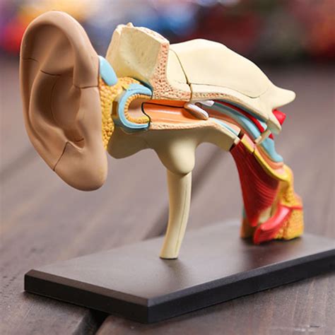4d Vision Human Ear Anatomy Model Anatomical Medical Learn Study